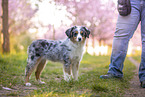 young Miniature Australian Shepherd