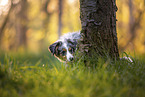 young Miniature Australian Shepherd