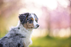 young Miniature Australian Shepherd