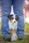 young Miniature Australian Shepherd