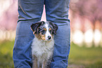 young Miniature Australian Shepherd