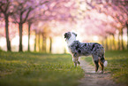 young Miniature Australian Shepherd