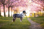 young Miniature Australian Shepherd