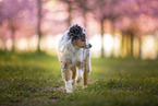 young Miniature Australian Shepherd