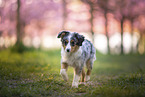 young Miniature Australian Shepherd