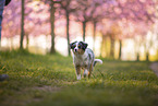 young Miniature Australian Shepherd