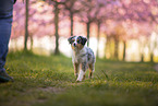 young Miniature Australian Shepherd