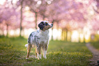 young Miniature Australian Shepherd
