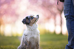 young Miniature Australian Shepherd