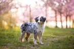 young Miniature Australian Shepherd