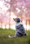 young Miniature Australian Shepherd