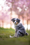 young Miniature Australian Shepherd