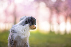 young Miniature Australian Shepherd