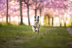 young Miniature Australian Shepherd