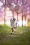 young Miniature Australian Shepherd