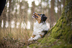 blue-merle Miniature Australian Shepherd