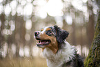 blue-merle Miniature Australian Shepherd
