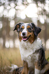 blue-merle Miniature Australian Shepherd