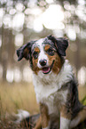 blue-merle Miniature Australian Shepherd