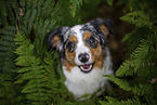blue-merle Miniature Australian Shepherd