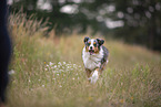 blue-merle Miniature Australian Shepherd