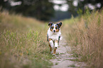 blue-merle Miniature Australian Shepherd