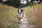 blue-merle Miniature Australian Shepherd