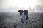 Miniature Australian Shepherd