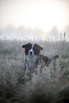 Miniature Australian Shepherd