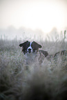 Miniature Australian Shepherd