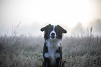 Miniature Australian Shepherd
