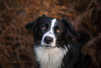 Miniature Australian Shepherd