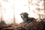 Miniature Australian Shepherd