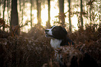 Miniature Australian Shepherd