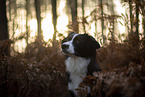 Miniature Australian Shepherd