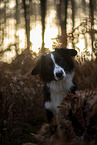 Miniature Australian Shepherd