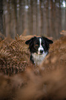 Miniature Australian Shepherd