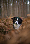 Miniature Australian Shepherd
