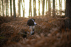 Miniature Australian Shepherd