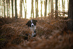 Miniature Australian Shepherd