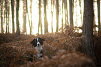 Miniature Australian Shepherd
