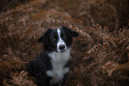 Miniature Australian Shepherd