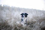 Miniature Australian Shepherd