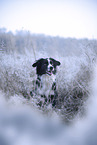 Miniature Australian Shepherd
