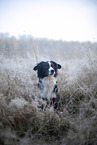 Miniature Australian Shepherd