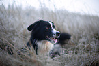 Miniature Australian Shepherd