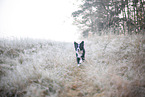 Miniature Australian Shepherd