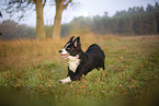Miniature Australian Shepherd