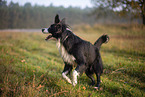 Miniature Australian Shepherd