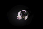 newborn Miniature Australian Shepherd